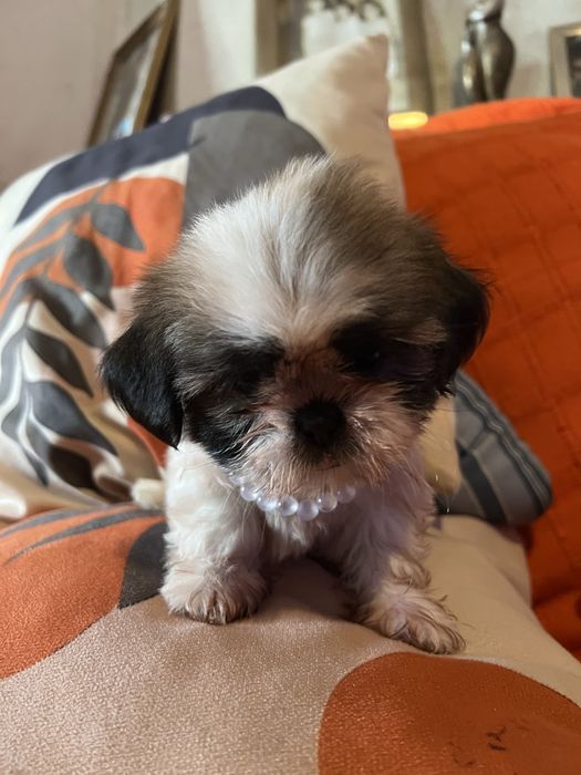 Shitzu femea excelente mini