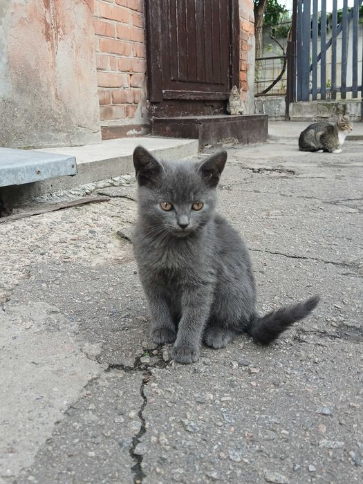 Віддам кошенят в хороші руки!