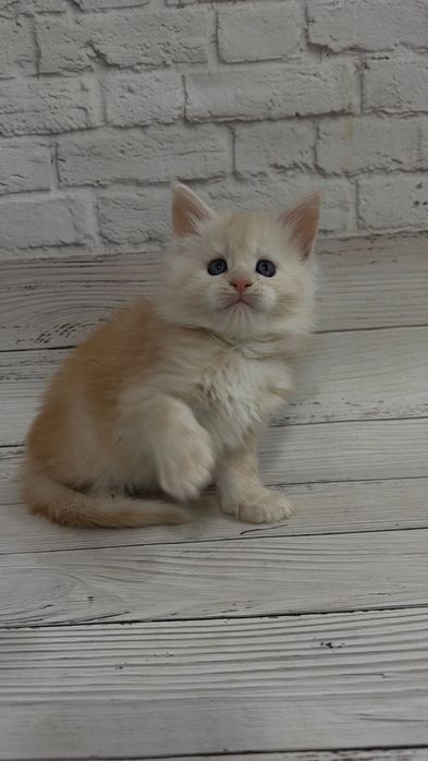 Кошенята Мейн-кун