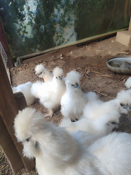 Silki młode para kura kogut