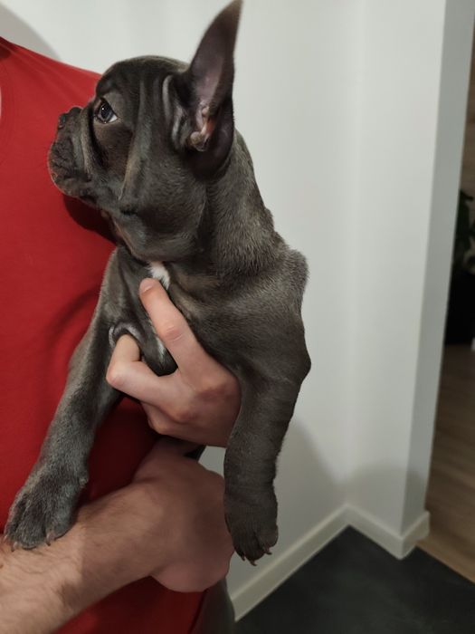 Buldog francuski blue szczeniak gotowy do odbioru