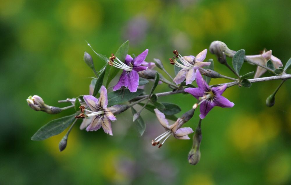 Jagoda Goji 'Korean Big' (Lycium barbarum) Doniczka 2.0L