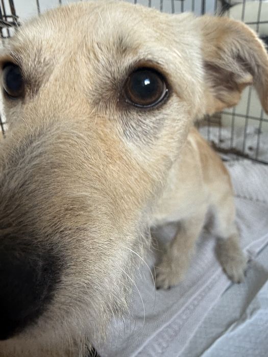 Śliczne pysie do adopcji