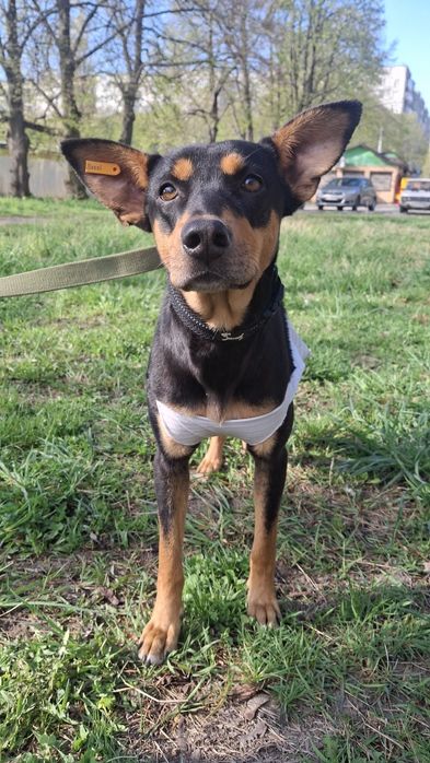 Собачки, собаки у хороші руки!