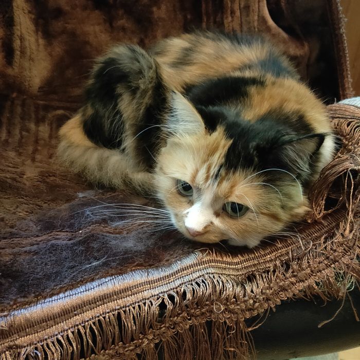 Пропала любимая кошка