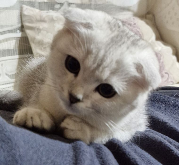 Шотландська дівчинка серебриста шиншила