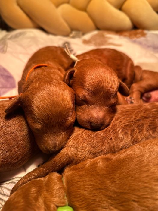 Pudel miniaturowy/toy