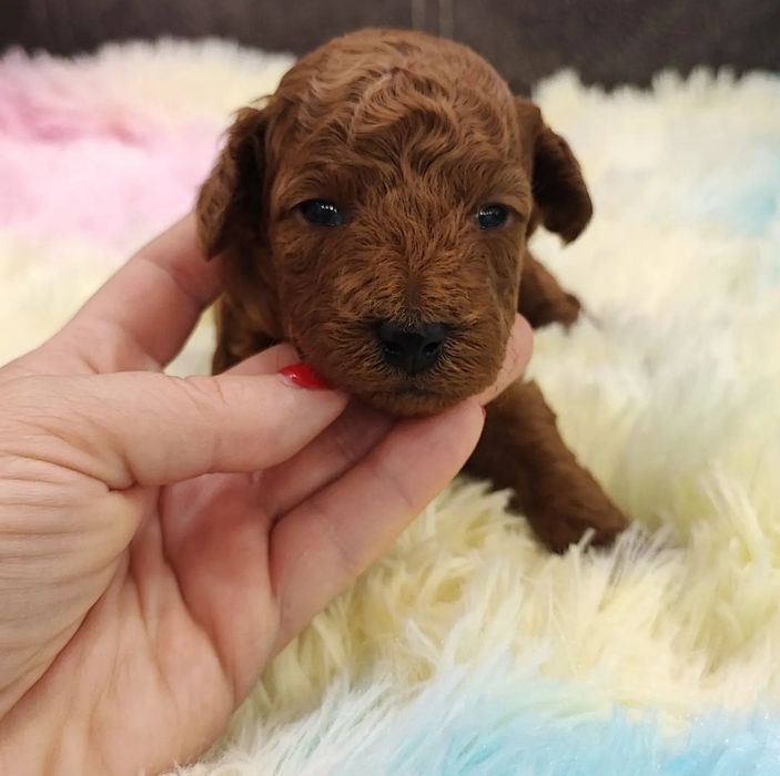 Дівчинка Ніка має добру вдачу