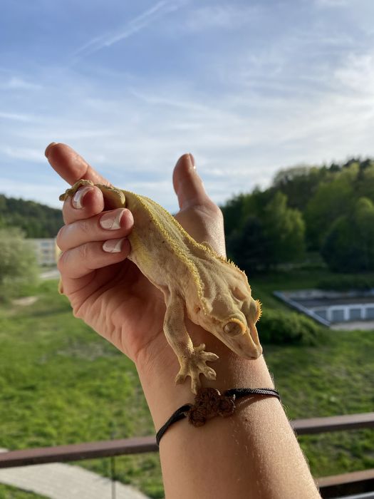 Gekon orzęsiony Lilly White Pinstripe - samiec