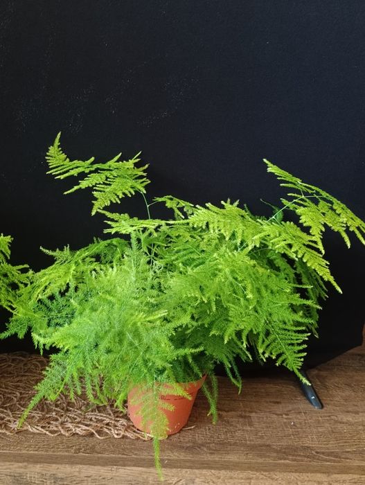 Аспарагус Сетацеус (Asparagus setaceus)