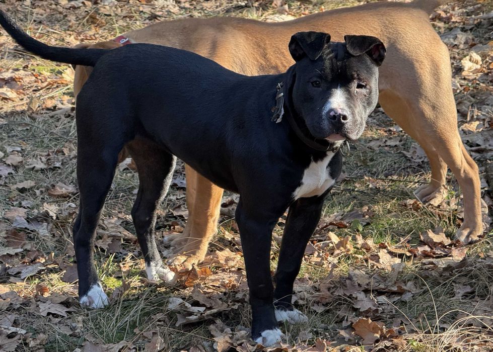 American Pit Bull Terier