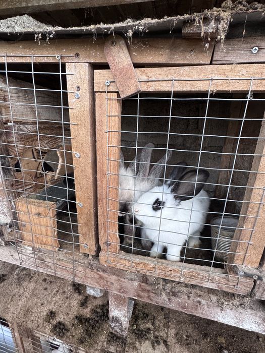Продам кроликів домашніх