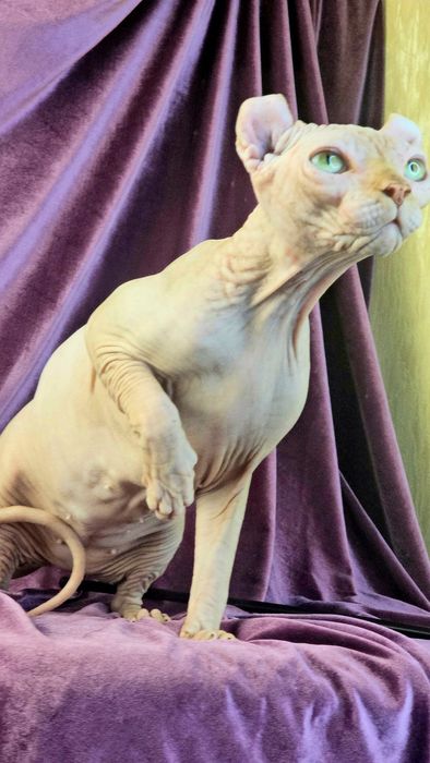 Ельф елітна дівчинка