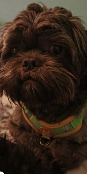 Shih-Tzu Czekoladowy   piesek 3 lata
