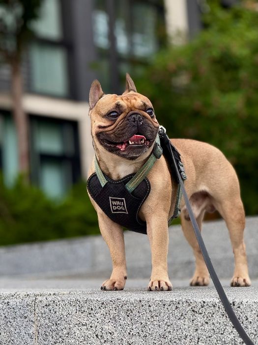 Французский бульдог