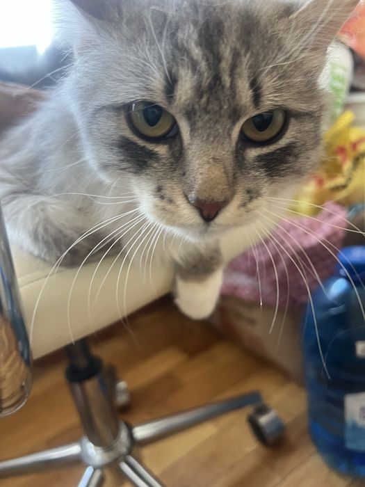 Котик в добрі руки
