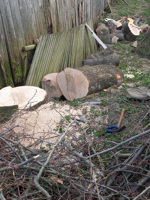 Стовбури  липи та ясеня.