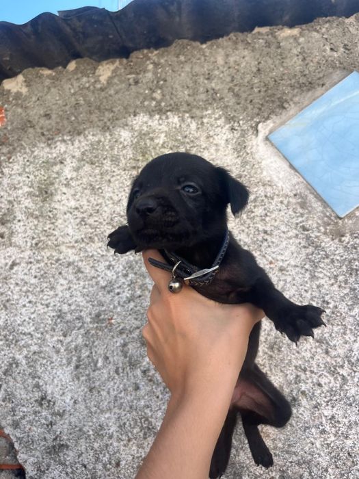 Cães Para Adoção