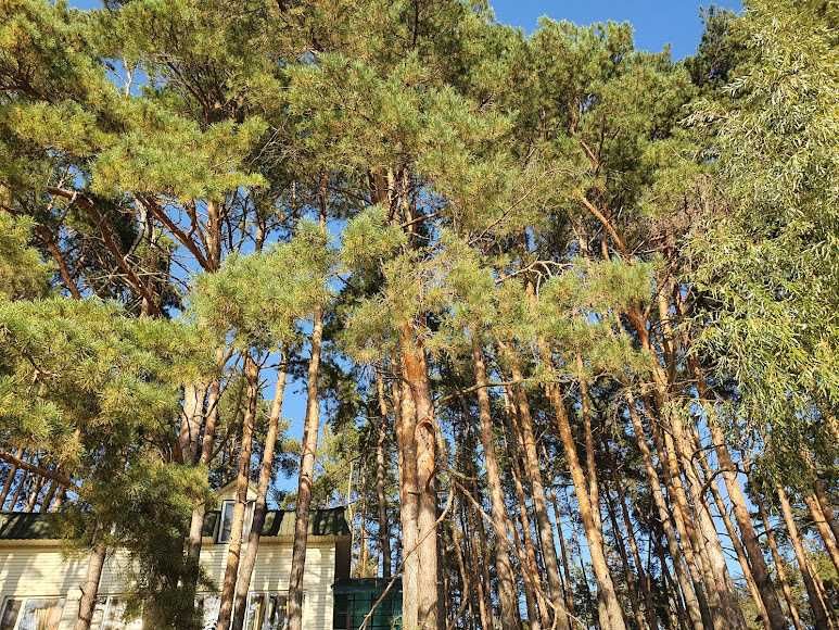 Подобова оренда сучасного будинку на березі Дніпра в сосновому лісі.