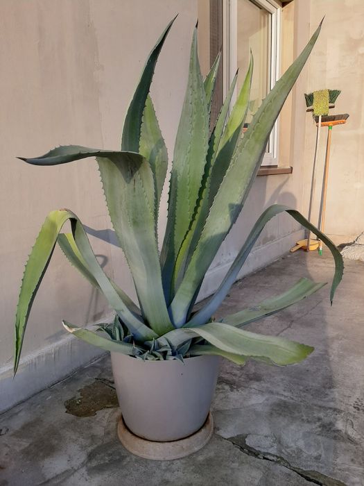 Sprzedam piekną Agawe