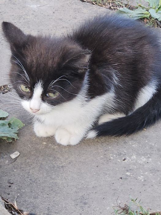 Котенок.  Котенок