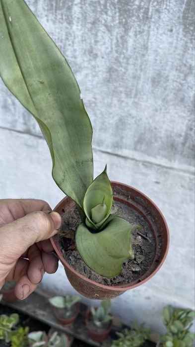 Сансевиерия Муншайн