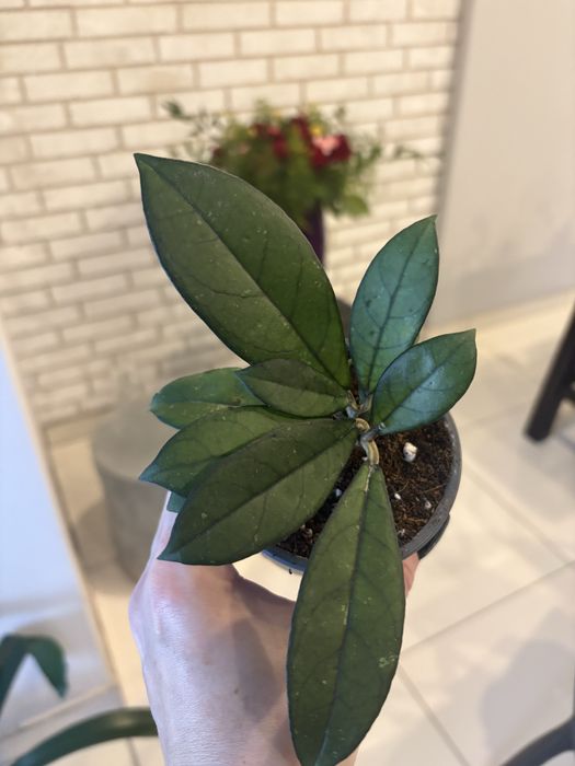 Hoya crssipetiolata splash