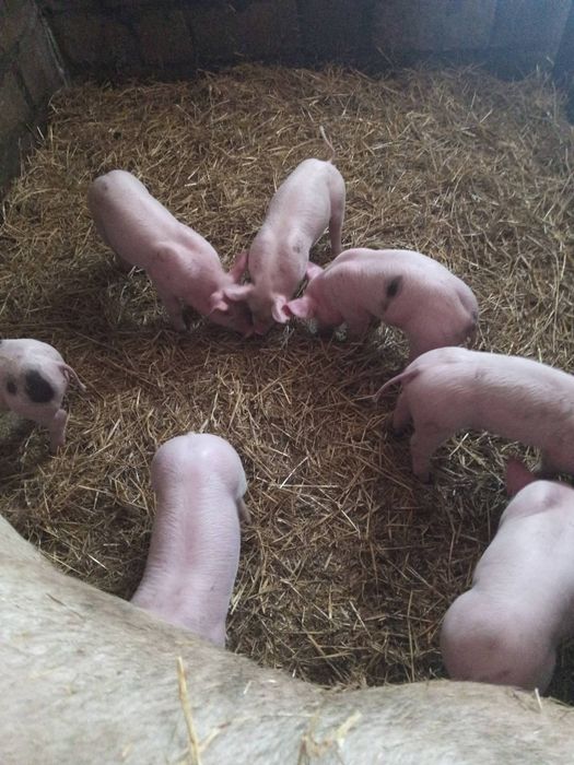 поросята  петрен