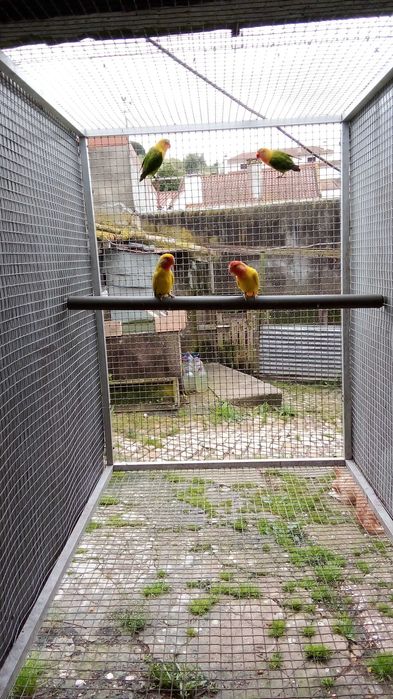 roseicollis aratingas .