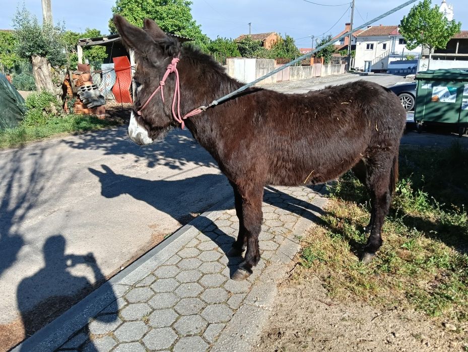 Burro Mirandês novo