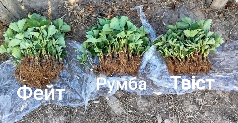 Саджанці полуниці