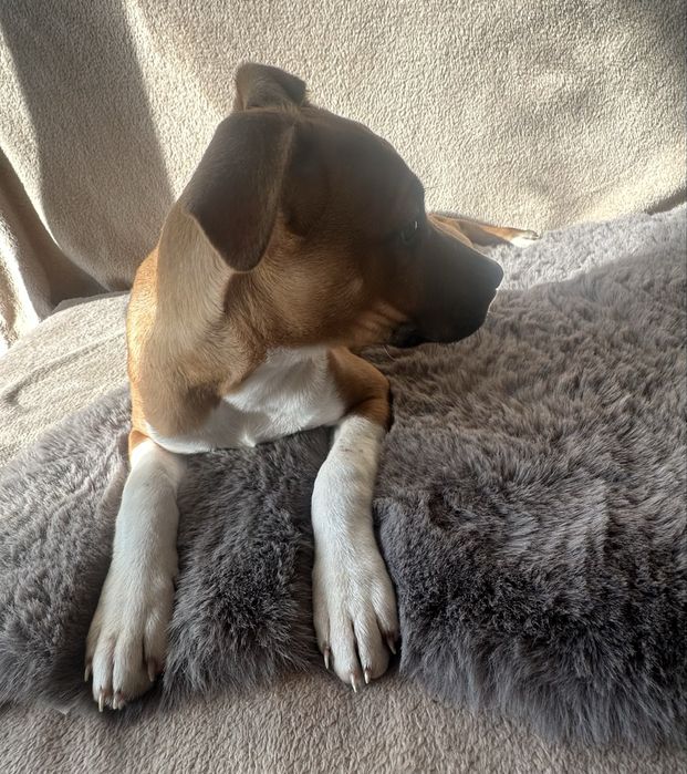 American Staffordshire Terrier amstaff szczeniak z metryką do odbioru