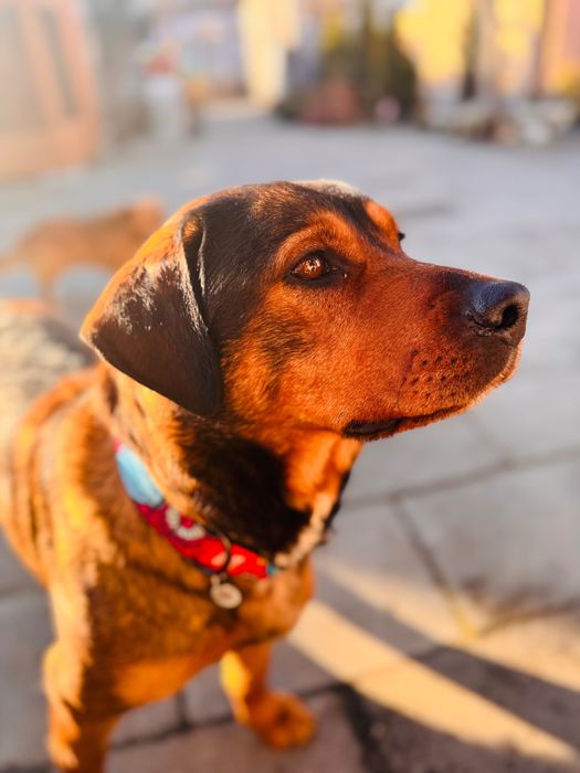 Шукаємо хорошу родину для цієї красуні