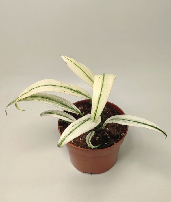 Епіпремнум Амплісімум Сільвер (Amplissimum siver) альба вайт варієгатн