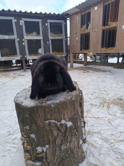 Króliki Barny Francuskie