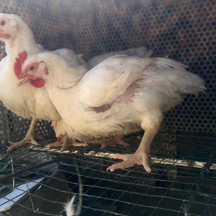 Бройлер яйцо инкубационное Росс 708 Венгрия супер бройлер