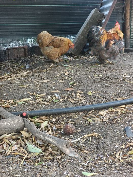 Casal de Pekin Perdiz
