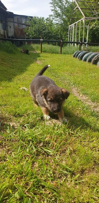 Отдам щенков,даром!!!