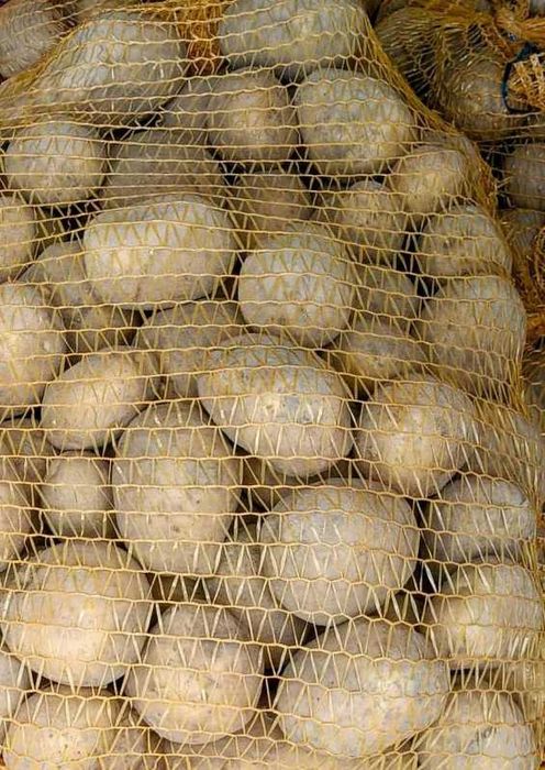 Ziemniaki 15 kg świeże od rolnika wykopki wrzesień 2025 kartofle pyry