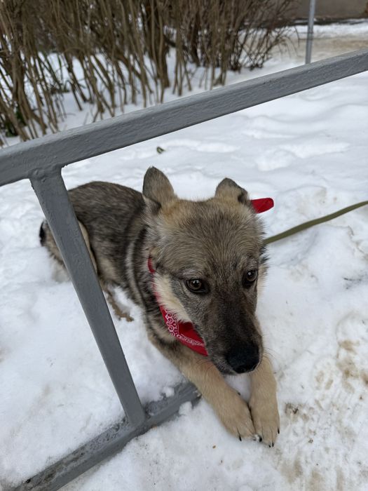 Шукає сімю собачка розміром з кота
