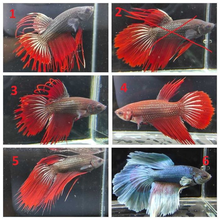 Петушки, півники, акваріумні рибки