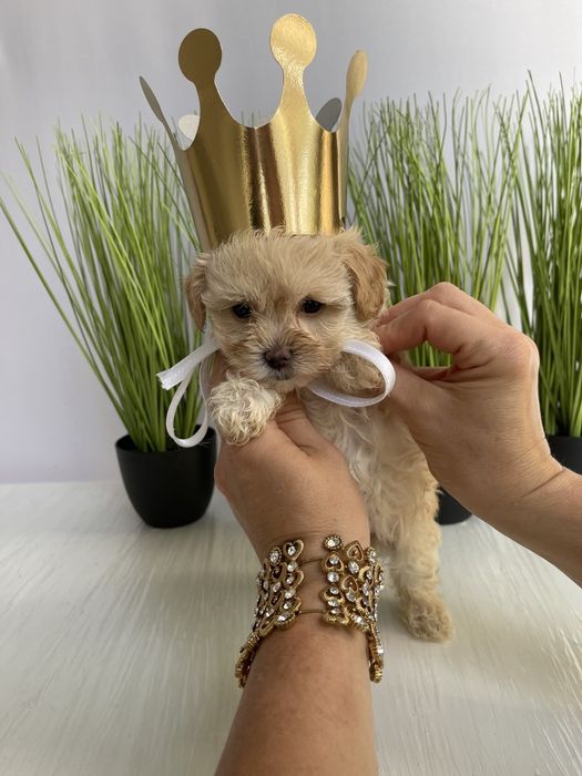 Мальтипу F1 — Їх хочеться обіймати вічно!