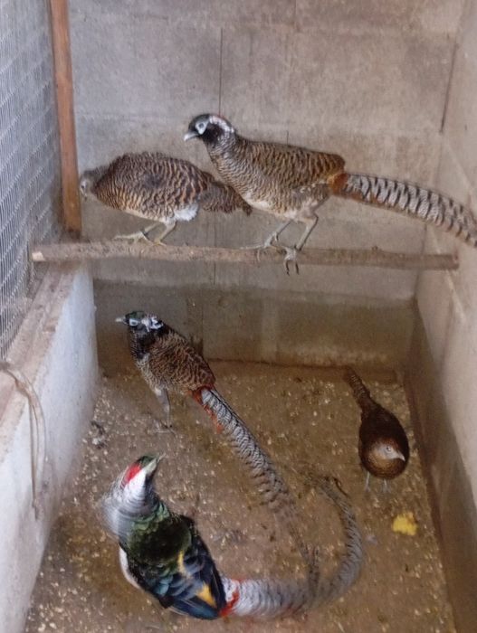 Casais Faisões 2025