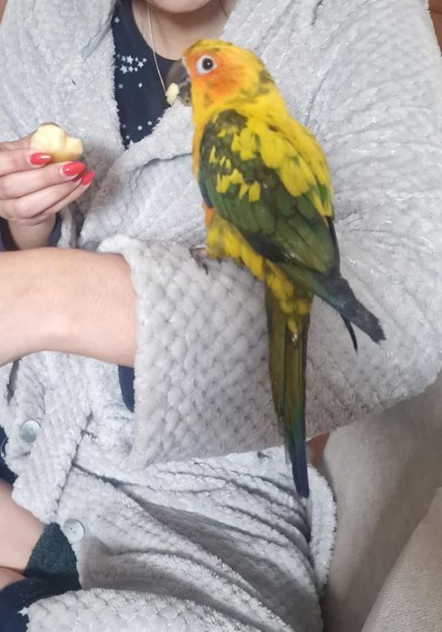 Aratinga do solstitialis