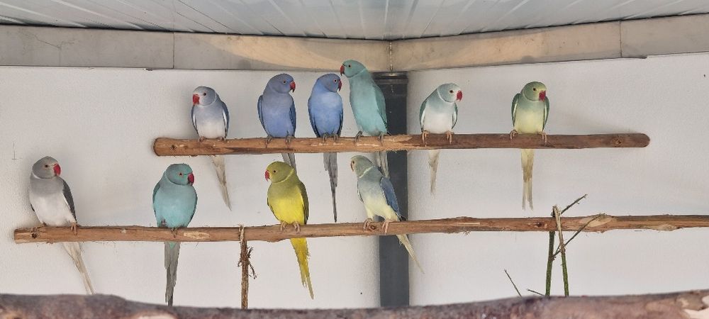 Ring Necks Casais adultos de 24 & 25