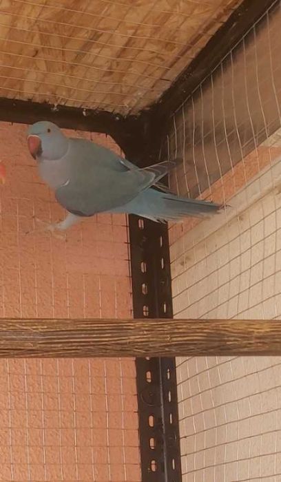 Ringneck Casal Violeta x Cobalto portadores de CC