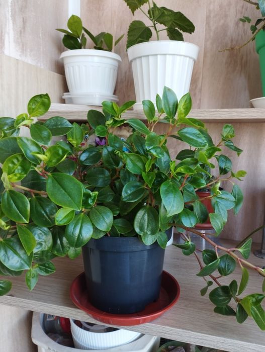 Продам кімнатні рослини. Фікус, пальми, цитрусові