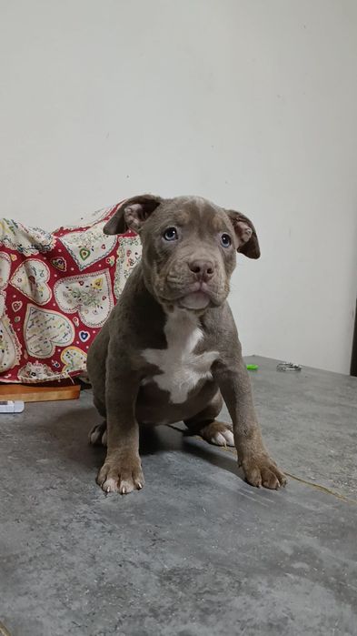 American bully pocket