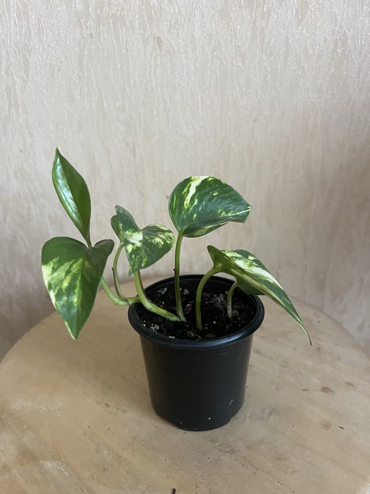 Епіпремнум. Сциндапсус.