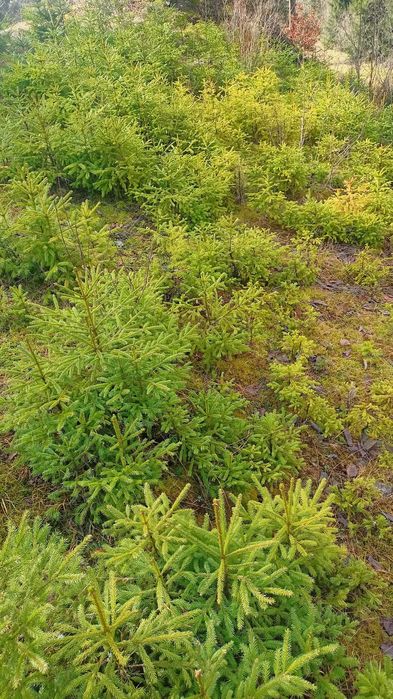 Саджанець смереки.